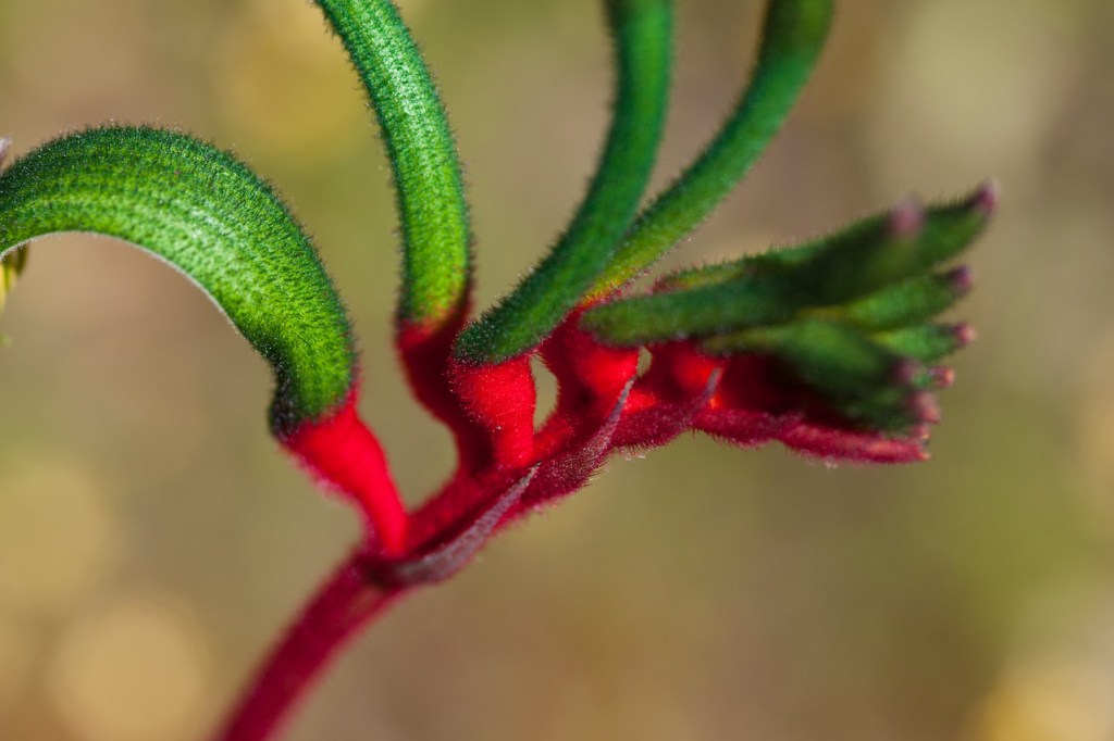 Kangaroo Paw