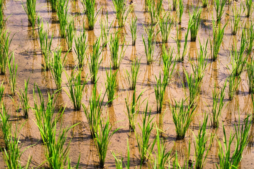 Rice paddie