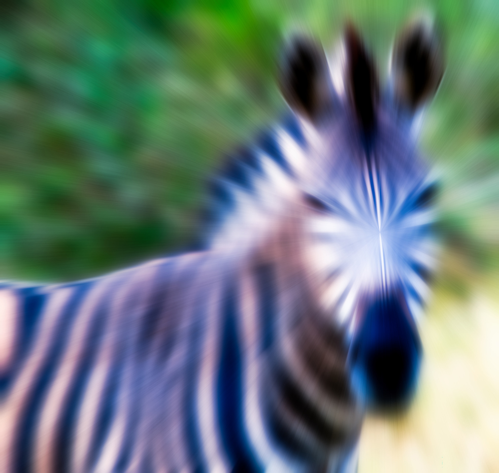 Zebra 1